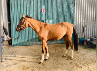Pony tedesco, Castrone, 5 Anni, 145 cm, Falbo