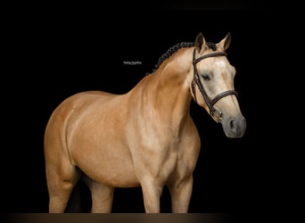 Pony tedesco, Castrone, 5 Anni, 145 cm, Falbo