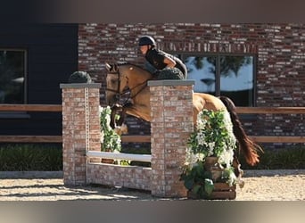 Pony tedesco, Castrone, 5 Anni, 145 cm, Falbo