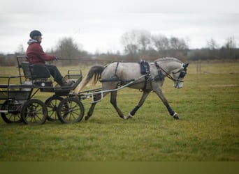 Pony tedesco, Castrone, 5 Anni, 145 cm, Grigio