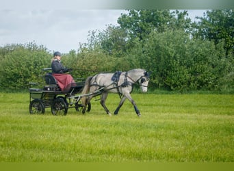 Pony tedesco, Castrone, 5 Anni, 145 cm, Grigio