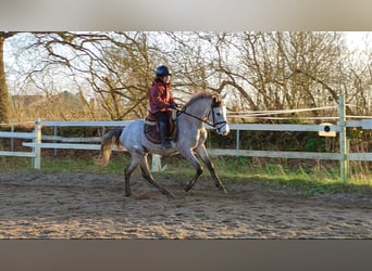 Pony tedesco, Castrone, 5 Anni, 145 cm, Grigio
