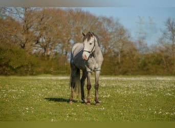Pony tedesco, Castrone, 5 Anni, 145 cm, Grigio