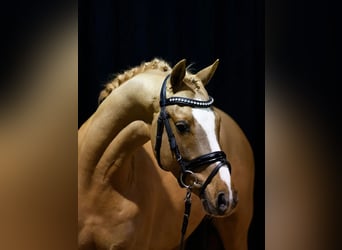 Pony tedesco, Castrone, 5 Anni, 145 cm, Sauro