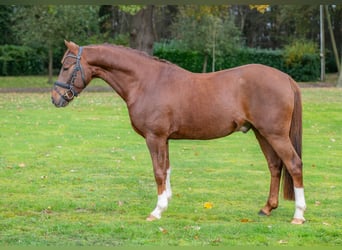 Pony tedesco, Castrone, 5 Anni, 145 cm, Sauro scuro