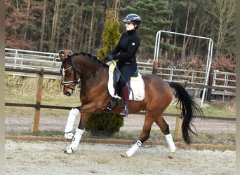 Pony tedesco, Castrone, 5 Anni, 146 cm, Baio