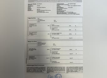 Pony tedesco, Castrone, 5 Anni, 146 cm, Baio