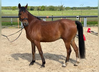 Pony tedesco, Castrone, 5 Anni, 146 cm, Baio