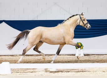 Pony tedesco, Castrone, 5 Anni, 146 cm, Falbo