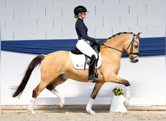 Pony tedesco, Castrone, 5 Anni, 146 cm, Falbo