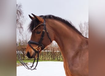 Pony tedesco, Castrone, 5 Anni, 147 cm, Baio