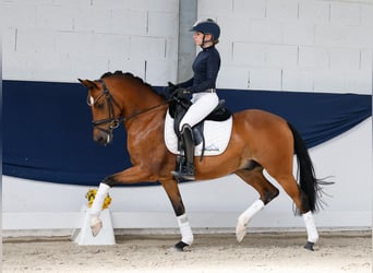 Pony tedesco, Castrone, 5 Anni, 147 cm, Baio