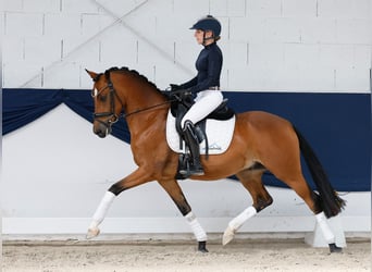 Pony tedesco, Castrone, 5 Anni, 147 cm, Baio