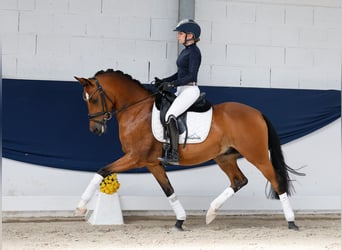 Pony tedesco, Castrone, 5 Anni, 147 cm, Baio