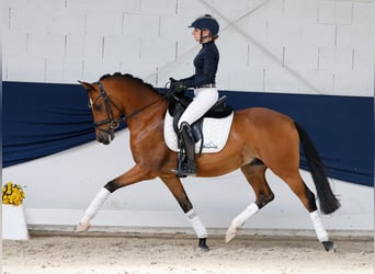 Pony tedesco, Castrone, 5 Anni, 147 cm, Baio