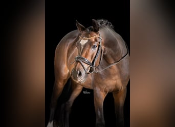 Pony tedesco, Castrone, 5 Anni, 147 cm, Baio scuro