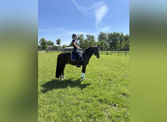 Pony tedesco, Castrone, 5 Anni, 147 cm, Baio scuro