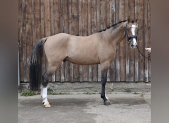Pony tedesco, Castrone, 5 Anni, 147 cm, Falbo