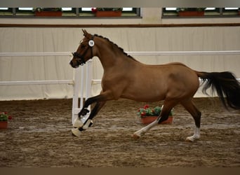 Pony tedesco, Castrone, 5 Anni, 147 cm, Falbo