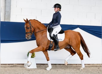 Pony tedesco, Castrone, 5 Anni, 147 cm, Sauro