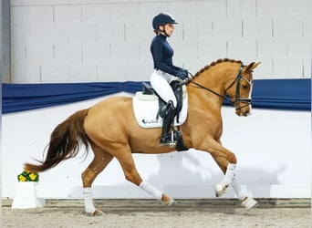 Pony tedesco, Castrone, 5 Anni, 147 cm, Sauro