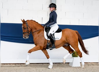 Pony tedesco, Castrone, 5 Anni, 147 cm, Sauro