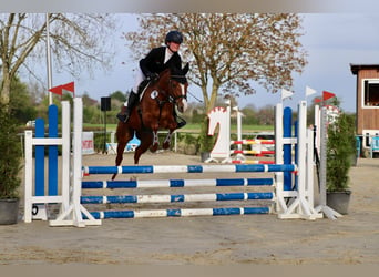 Pony tedesco, Castrone, 5 Anni, 147 cm, Sauro
