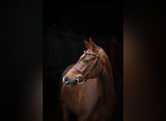 Pony tedesco, Castrone, 5 Anni, 147 cm, Sauro