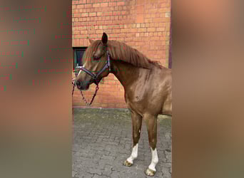 Pony tedesco, Castrone, 5 Anni, 147 cm, Sauro scuro