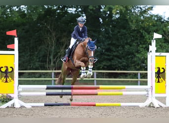 Pony tedesco, Castrone, 5 Anni, 147 cm, Sauro scuro