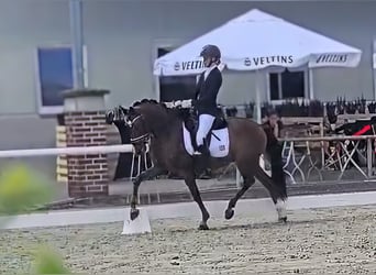 Pony tedesco, Castrone, 5 Anni, 147 cm, Sauro scuro