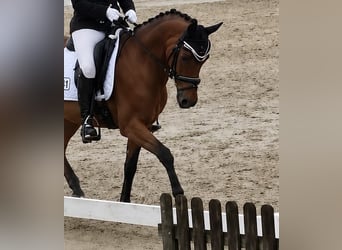 Pony tedesco, Castrone, 5 Anni, 148 cm, Baio