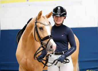 Pony tedesco, Castrone, 5 Anni, 148 cm, Palomino