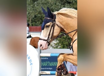 Pony tedesco, Castrone, 5 Anni, 148 cm, Palomino