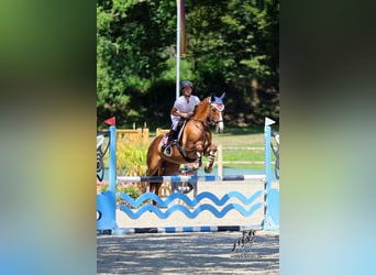 Pony tedesco, Castrone, 5 Anni, 148 cm, Sauro