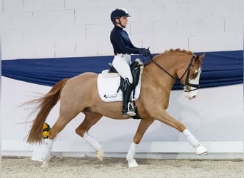 Pony tedesco, Castrone, 5 Anni, 148 cm, Sauro