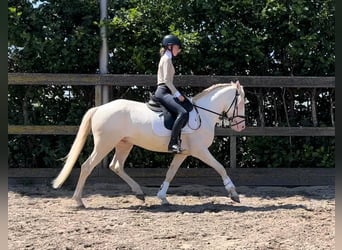 Pony tedesco Mix, Castrone, 5 Anni, 149 cm, Cremello