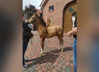 Pony tedesco, Castrone, 5 Anni, 149 cm, Pelle di daino