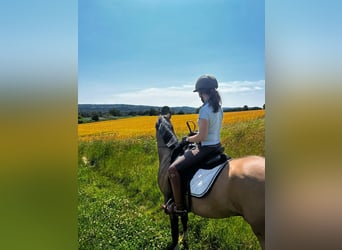 Pony tedesco, Castrone, 5 Anni, 149 cm, Pelle di daino