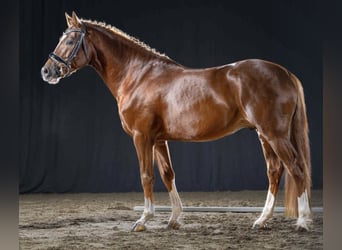 Pony tedesco, Castrone, 5 Anni, 149 cm, Sauro scuro