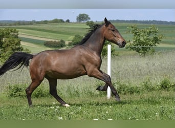 Pony tedesco, Castrone, 5 Anni, 150 cm, Baio