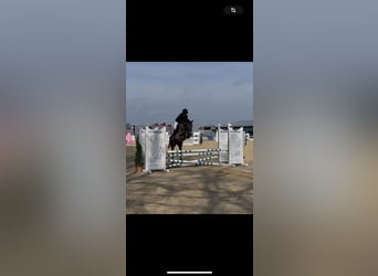 Pony tedesco Mix, Castrone, 5 Anni, 150 cm, Può diventare grigio