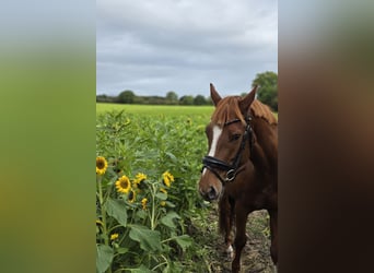 Pony tedesco, Castrone, 5 Anni, 150 cm, Sauro