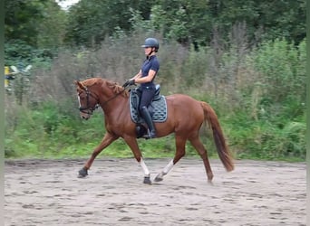 Pony tedesco, Castrone, 5 Anni, 150 cm, Sauro