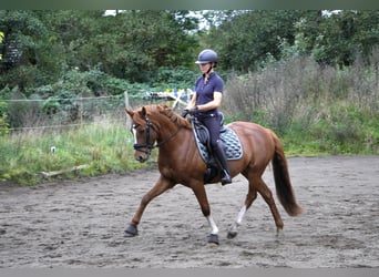 Pony tedesco, Castrone, 5 Anni, 150 cm, Sauro