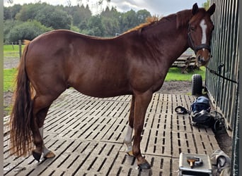 Pony tedesco, Castrone, 5 Anni, 150 cm, Sauro