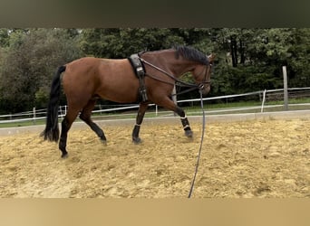 Pony tedesco, Castrone, 5 Anni, 151 cm, Baio