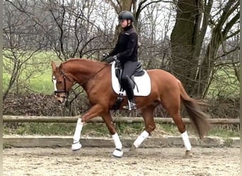 Pony tedesco, Castrone, 5 Anni, 151 cm, Sauro