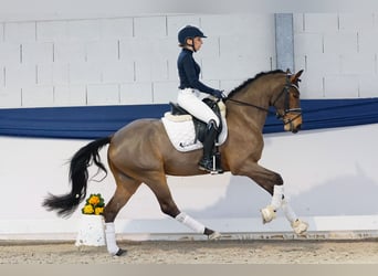 Pony tedesco, Castrone, 5 Anni, 152 cm, Baio