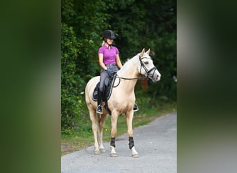 Pony tedesco, Castrone, 5 Anni, 152 cm, Palomino